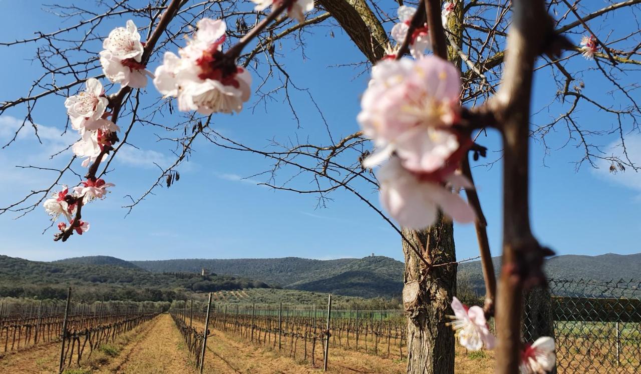 Agriturismo Fusini Villa Magliano in Toscana Esterno foto